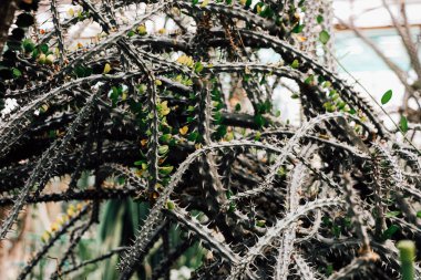 Eşsiz bir kaktüsün çeşitli dalları keskin dikenler ve botanik bahçesinde cam altında büyüyen küçük yeşil yaprakların bir karışımını sergiler..