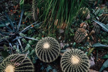 Kaktüslerin farklı türleri parlak güneş ışığı altında yemyeşil bir çöl bahçesinde sergilenir..