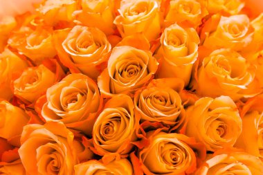 Taze portakal güllerinin çarpıcı bir gösterisi kutlama hediyeleri için mükemmel bir şekilde düzenlenmiştir.