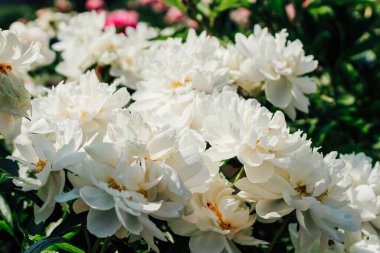 Beyaz şakayık kümeleri iyi korunan bir bahçede güzel çiçek açar ve bahar boyunca gür yapraklarını sergilerler..