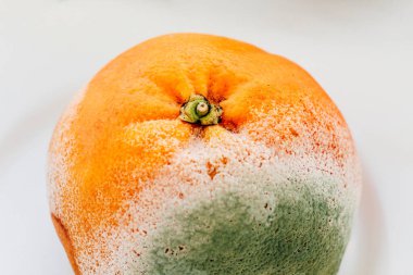 Küflü bir portakal, bozulmayı ve zamanın meyve tazeliği üzerindeki etkisini gösteren düz beyaz bir arkaplan üzerinde canlı çürüme renkleri gösterir..