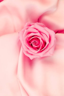 Narin pembe bir gül yumuşak yumuşak kumaşın üzerine uzanır. Doğal güzelliğini ve zarafetini vurgular. Dekorasyon ve hediyeler için mükemmeldir..