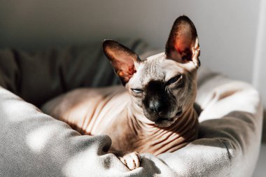 Rahatlamış bir sfenks kedisi yumuşak bir yatakta uzanıyor. Yakınlardaki bir pencereden gelen sıcak güneş ışığının tadını çıkarıyor..