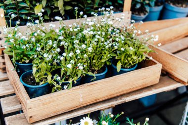 Küçük beyaz çiçeklerle dolu saksılar canlı bir bahçe dükkanındaki ahşap raflarda düzenlenir..