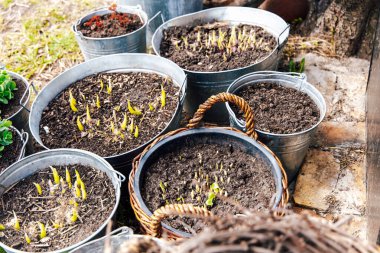 Toprakla dolu metal kovalar ve yükselen yeşil filizler baharda aktif bahçıvanlığa işaret ediyor. Kurulum büyüme potansiyelini gösteriyor.