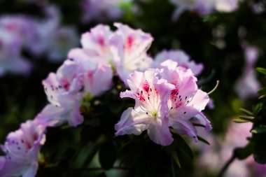 Beyaz kenarlı narin pembe çiçekler bahar aylarında hafif güneş ışığıyla aydınlatılan bir bahçede canlı bir şekilde çiçek açar..