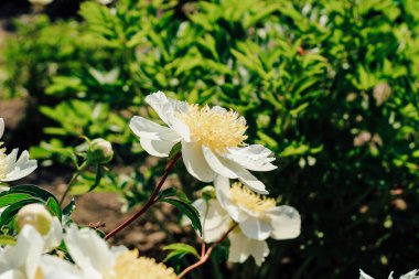 Güneş ışığı altında açık olan narin beyaz çiçekler dingin bir bahçede canlı yeşil yapraklarla çevrili..