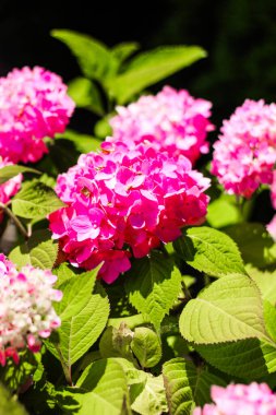 Parlak pembe ortanca kümeleri güneşli bir bahçede yemyeşil yapraklar arasında güzelliklerini sergiliyor..
