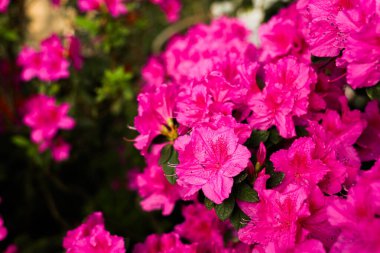 Canlı pembe açelyalar, barışçıl bir bahçede çiçek açarak ilkbaharda güzelliklerini sergiliyor..