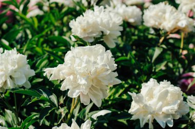 Bereketli beyaz şakayıklar, güneşli bir baharda güneşli bir bahçede güzelliklerini ve zarafetlerini sergilerler..
