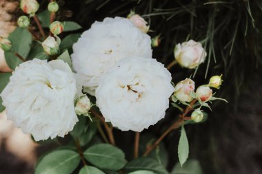 Beyaz güller yeşil yaprakların arasında güzel çiçek açıyor. Yakınlarda küçük pembe tomurcuklar var. Huzurlu bir bahçe ortamı yaratıyor..