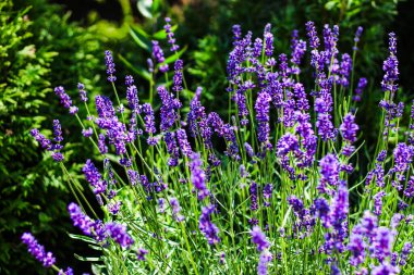Parlak mor lavanta çiçekleri güneşli bir bahçede bol bol yetişir canlı renklerini ve narin doğalarını sergilerler..