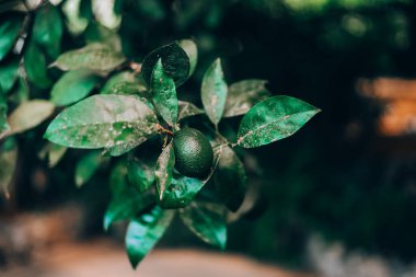 Parlak yeşil avokado, gündüz vakti bir bahçedeki yemyeşil yaprakların arasından sarkan bir dalda asılı duruyor..