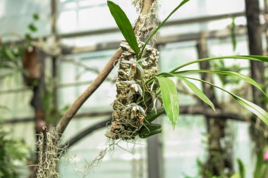 Narin orkide çiçekleri bu öğleden sonra serada yemyeşil yemliklerle çevrili ahşap bir destekle serpilirken görülüyor..