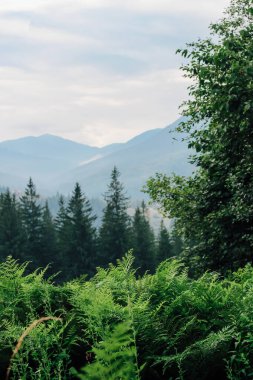 Eğreltiotlarının canlı bir görüntüsü huzurlu bir dağ manzarasını çerçeveler yeşil ağaçların katmanlarını ve bulutlu gökyüzünün altındaki uzak tepeleri gösterir..