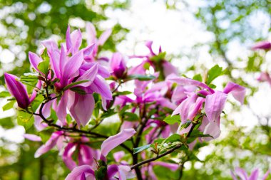 Parlak pembe yapraklı renkli manolya çiçekleri bahar boyunca güneşli bir bahçedeki dallarda görülür..