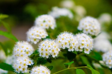 Sarı merkezli küçük beyaz çiçek kümeleri yeşil yapraklara karşı canlı bir şekilde çiçek açar ve sakin bir bahçe atmosferi yaratır..