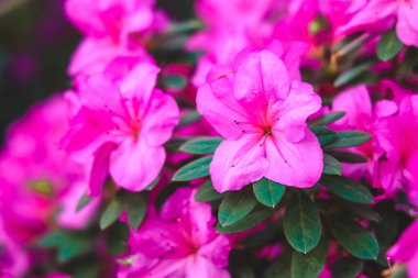 Canlı pembe açelya kümeleri baharın ılık güneşi altında çiçek açarken bahçeyi renklerle doldurur..