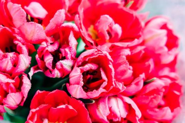 Canlı pembe laleler doğal güzelliği kutlayan yemyeşil bir bahçede narin yapraklarını sergileyerek bir araya gelirler..