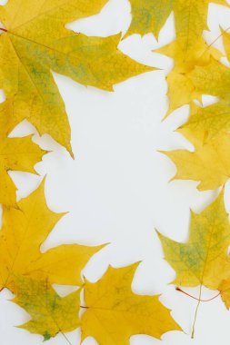 Renkli sarı akçaağaç yaprakları sonbahar ışığında temiz beyaz bir yüzeye sanatsal bir şekilde yerleştirilmiştir..