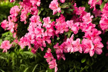 Parlak pembe açelya çiçekleri tamamen açarak baharda yeşil bir bahçede çarpıcı bir görüntü oluştururlar..
