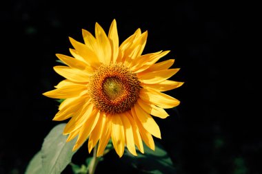 Parlak sarı bir ayçiçeği, narin taç yapraklarını ve karmaşık merkezini bir bahçe ortamında sergileyerek dimdik ayakta duruyor..
