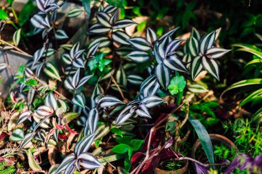 Renkli çizgili bitkiler, parlak güneş ışığı altında yeşil yapraklarla dolu canlı bir bahçede bol bol yetişir..