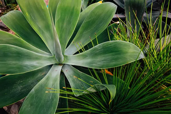 Bereketli yeşil bitkiler, doğal ışık altında geniş yapraklar ve ince çimenli dokulara sahip bir bahçede uyum içinde büyürler..