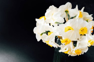 Beyaz ve sarı çiçekli canlı nergisler, parlak siyah bir vazoda, koyu bir arkaplanda dikiliyorlar..