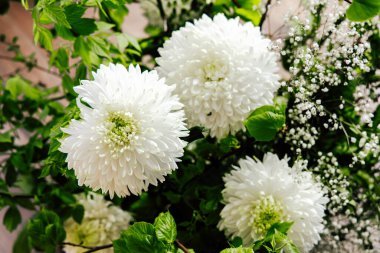 Canlı beyaz kasımpatılar canlı yeşil yapraklara karşı dururlar güneşli bir bahar gününde dolgunluklarını gösterirler..