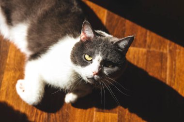 Gri ve beyaz bir kedi, ahşap bir zeminde rahat bir şekilde uzanır ve sıcak güneş ışığının tadını çıkarır..