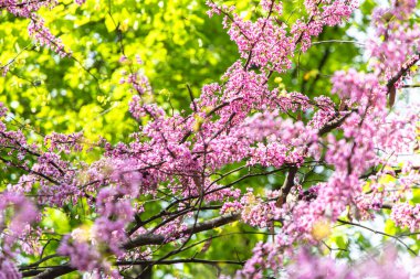 Narin pembe çiçekler, canlı bir parktaki ağaçların dallarını süslüyor ve baharın güzelliğini gözler önüne seriyor..