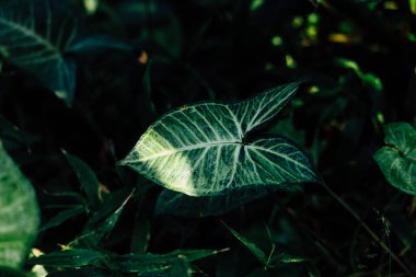 Bir Sengonyum yeşil yaprağı gün ışığında bir ormanda koyu yeşil yaprakların arasında duruyor. Güneş ışığı onun karmaşık desenlerini vurgular.