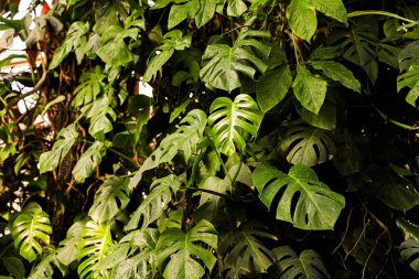 Yoğun yeşillik alanı, gelişen bir çevreyi temsil eden eşsiz yarıklar ve delikler gösteren çarpıcı canavar yapraklarıyla dolduruyor..