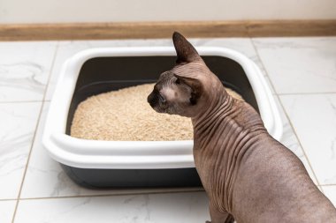 Bir Sphynx kedisi parlak bir odada içi temiz çöp dolu bir çöp kutusunun yanında duruyor. Fayans zemini modern uzay hissine eklenir..