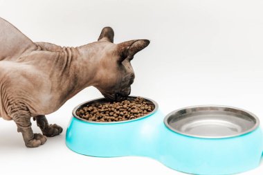 Bir Sphynx kedisi temiz beyaz bir yüzeye yerleştirilmiş mavi bir kaseden kuru kedi maması yiyor. Kedi odaklanmış ve memnun görünüyor..