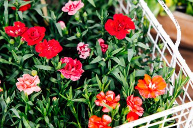 Parlak renkli karanfil çiçekleri, canlı bir bahçede kırmızı ve turuncu taç yaprakları sergilenen beyaz bir sepette sanatsal olarak düzenlenir..