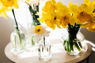 Sarı nergisler cam vazolarda sıralanır. Pencereden süzülen sıcak güneş ışığıyla aydınlatılır. Neşeli bir atmosfer yaratır..
