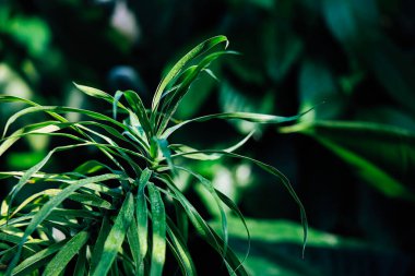 Bereketli yeşil bitki, canlı bir bahçe atmosferinde güneş ışığıyla aydınlatılan ince ve uzun yapraklara sahiptir..
