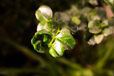 Yağmur damlaları bir bitkinin parlak yeşil yaprakları üzerinde dinlenir. Akşam yaklaşırken yumuşak ışıkta zengin dokuları sergiler..