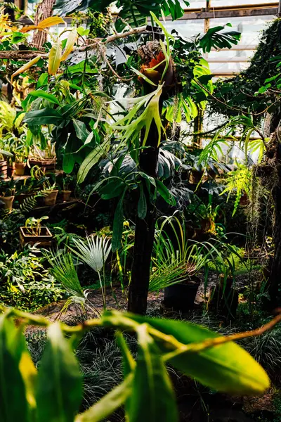 Ziyaretçiler, kapalı bir botanik bahçesindeki bol bitki çeşitliliğinin keyfini çıkarıyorlar. Sıcak güneş ışığıyla yıkanarak sakin bir atmosfer yaratıyorlar..