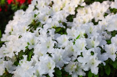 Rengarenk bir bahçede beyaz açelya çiçekleri bol bol çiçek açar. Parlak güneş ışığı altında yemyeşil yapraklara karşı narin yapraklarını sergiler..