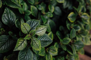 Canlı yeşil yapraklar, bahçedeki karmaşık desenleri ve desenleri gün ışığı altında sergiliyor. Güzelliği vurguluyor..