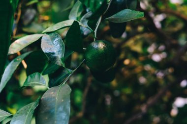Güneşli öğleden sonra saatlerinde canlı bir bahçe ortamında yeşil yaprakların arasında olgunlaşan turunçgiller..