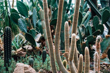 Uzun kaktüsler ve yemyeşil bitkiler doğal ışık altında çeşitli bitki yaşamlarını gösteren bir botanik bahçesini dolduruyor..
