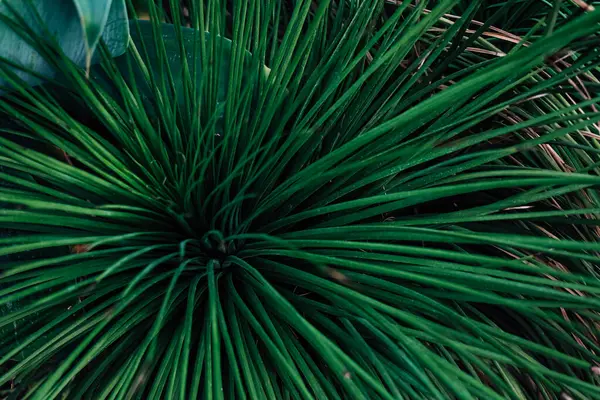 Çerçeveyi yemyeşil yapraklar dolduruyor canlı bir bahçe ortamında çeşitli doku ve desenler sergiliyor. Doğal güzellik parıldıyor.