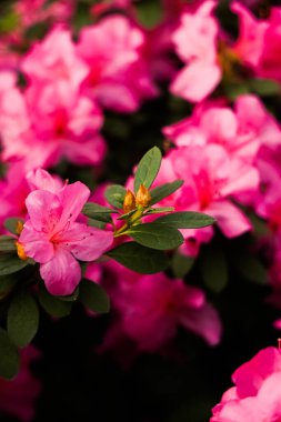Parlak pembe açelyalar baharda yemyeşil yapraklarla çevrili büyüleyici çiçeklerini sergileyerek bahçeyi dolduruyor..
