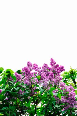 Bereketli bir leylak çalısı canlı mor çiçekler sergiliyor. Baharda açık gökyüzünün altında güneşlenen yeşil yaprakların arasında..