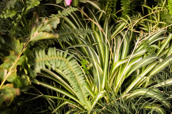 Çarpıcı çizgili yemyeşil bitkiler sıcak güneş ışığı altında canlı bir bahçede gelişir. Çeşitli dokular ve renkler sakin bir atmosfer yaratır..