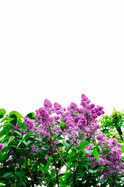 Bereketli bir leylak çalısı canlı mor çiçekler sergiliyor. Baharda açık gökyüzünün altında güneşlenen yeşil yaprakların arasında..